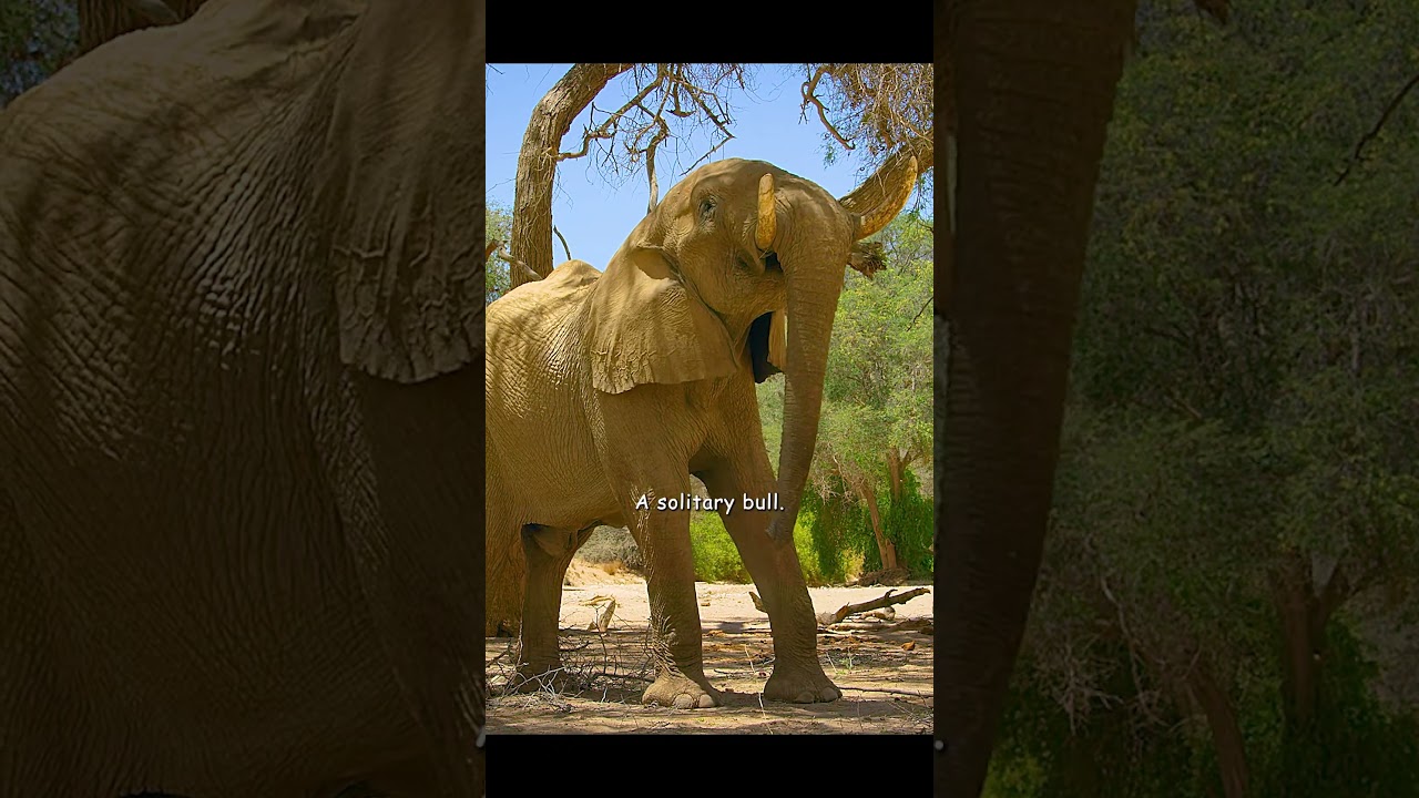 Use this bulldozer-like force to help them get food #wildlife #animals #shorts #shortvideo