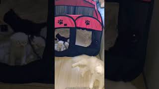 القطه كيتي قطعت البيت استر يارب