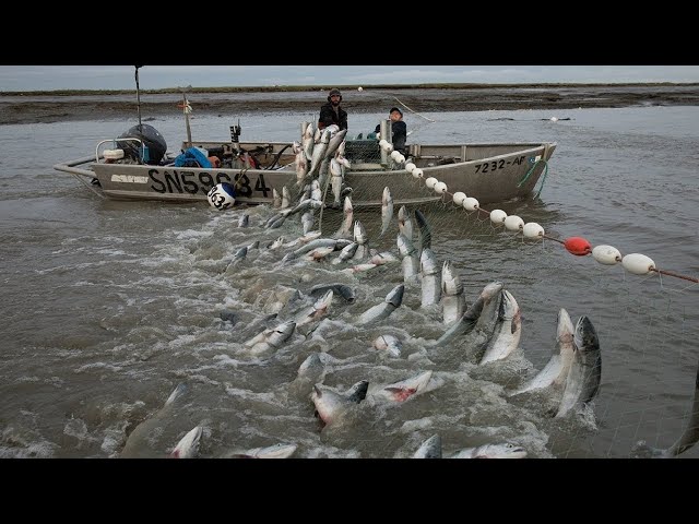 Most Satisfying Big Catch Fishing At Sea With Cast Netting