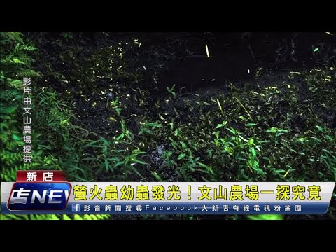 螢火蟲幼蟲發光！文山農場一探究竟