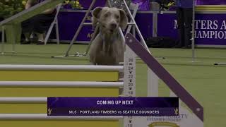 Masters Agility Championship screenshot 3