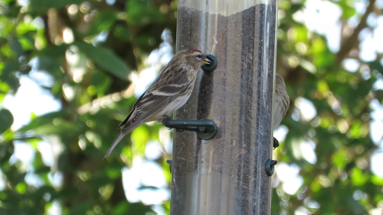 mealy redpoll 