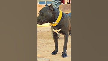 Thumbnail of Sidhu Moose wala new song ll Dawood ll#song #pittbull #Sidhu Moose wala #viral ll
