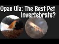 Opae ula shrimp the best pet invertebrate