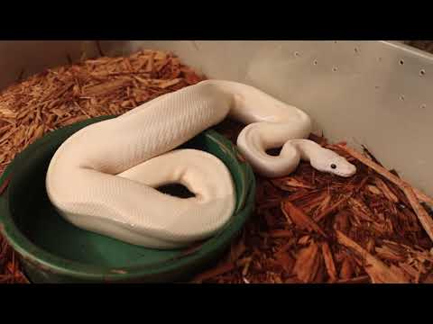 Super Fire Super Pastel Ball Python 23 April 2019