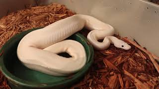 Super Fire Super Pastel Ball Python 23 April 2019