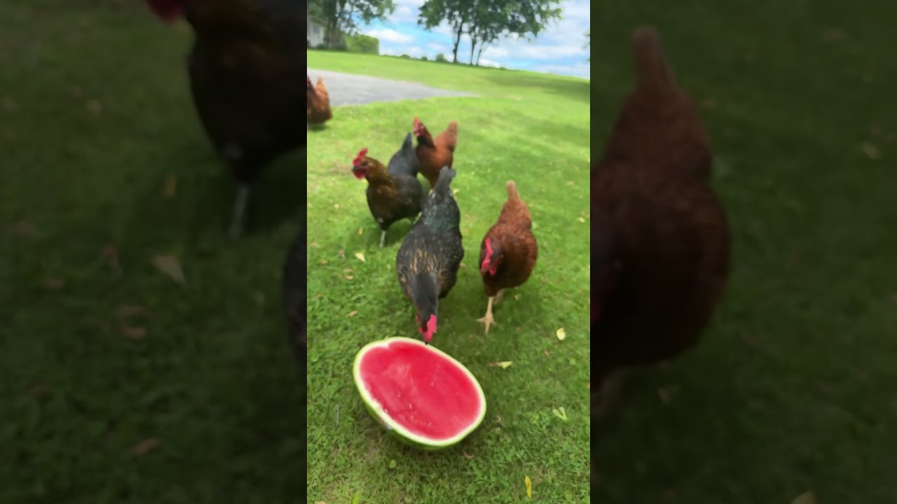 Chickens enjoying watermelon ￼