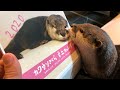 カワウソさくら 来年度のカレンダーとたわむれる Next year’s calendar and otter