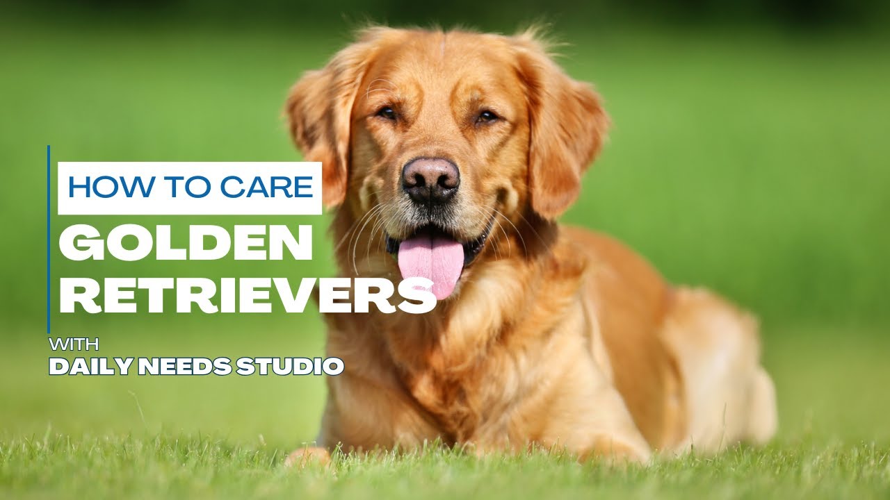View of How to Care for Golden Retrievers in Just 5 Easy Steps - YouTube