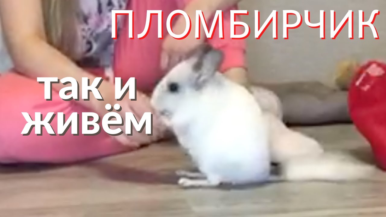 Как живет шиншилла дома. Рассказываю о своей шиншилле Пломбирчике ...