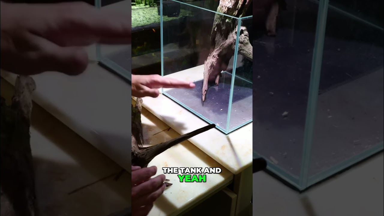 Stop Cutting Driftwood FLAT for Aquariums! Natural Edges FTW!