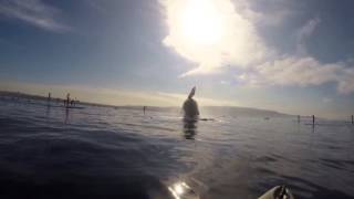 Whale Breaching Redondo Beach 1-18-2015 by Darrin Nason 264 views 9 years ago 8 seconds