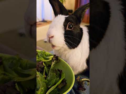 RABBIT EATING SALAD