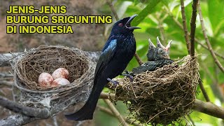 JENIS-JENIS BURUNG SRIGUNTING DI INDONESIA, ADA 11 SPESIES- #belajar_dunia_burung