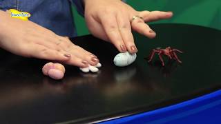 Insect Lore - Ant Life Cycle Stages
