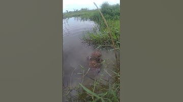 Cắm Câu Dính Con Cò #Short