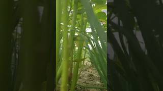 Best Crops to Plant for Easy Growth and Quick Money 💰 #farming