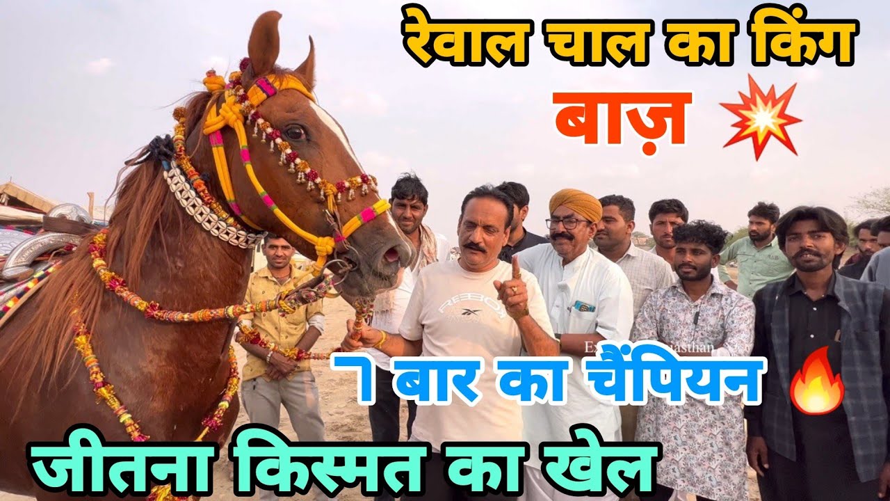 बालोतरा मे रेवाल चाल के किंग, बाज़ घोड़े की एंट्री @BalotaraMela