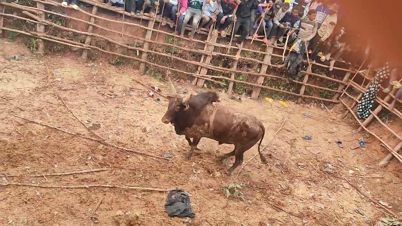 V8 savika tao Marosoa