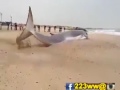 سبحان الله اكبر قرش بالعالم