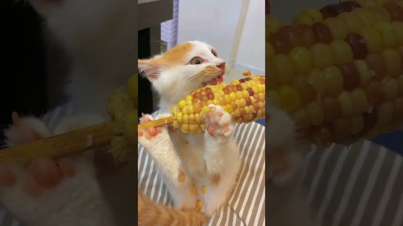 Hilarious Cat Hijinks