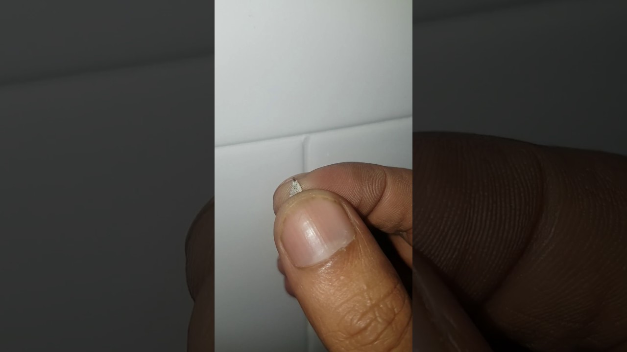 What's In a Silverfish Cacoon - Pest Control Singapore