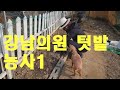 강남의원 텃밭농사1