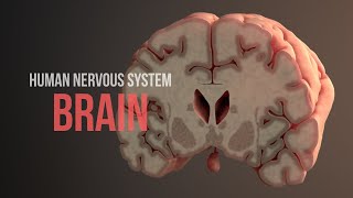 Human Nervous System (Part 2)  Brain (Animation)
