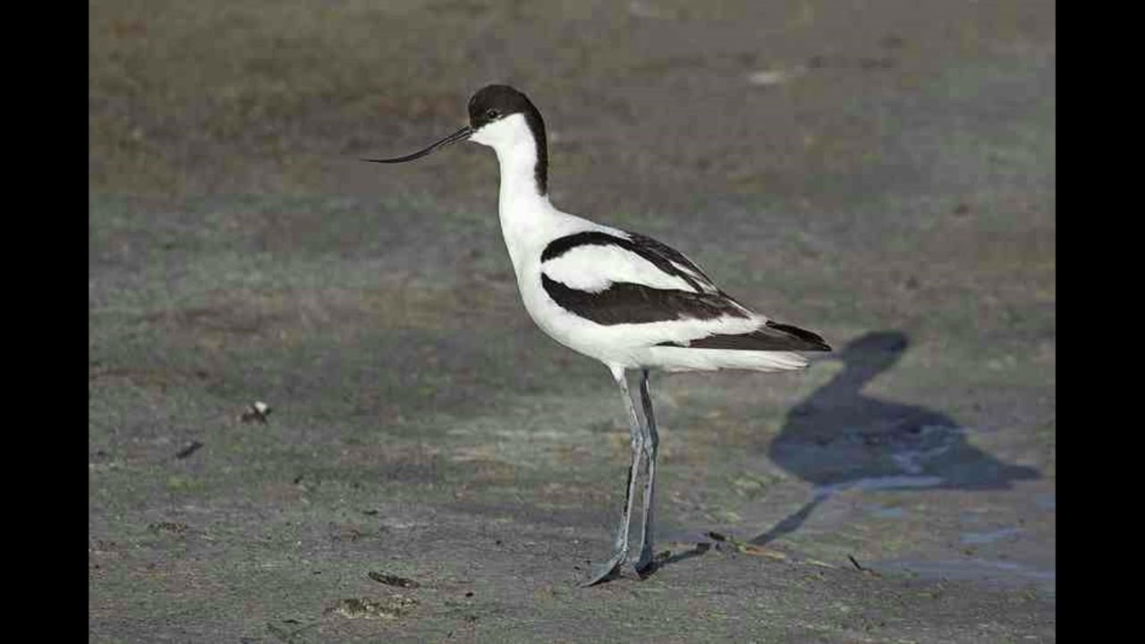 Avocet Bird Call