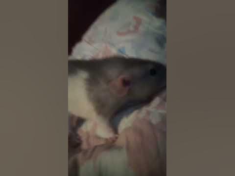 крыса лариса - YouTube