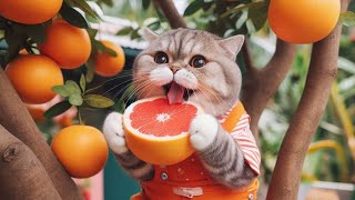 Grapefruit Lover Cat 🍊