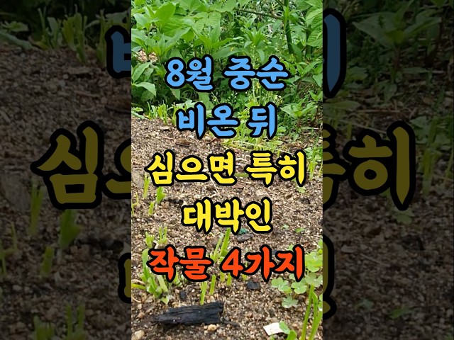 8월 중순 비온뒤 심으면 특히 대박인 작물 4가지