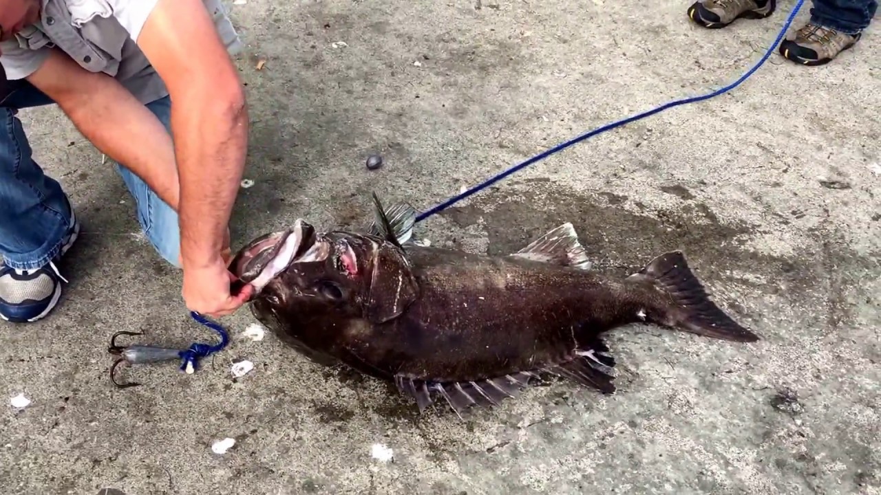 Huge Calico Bass Ocean Beach Pier San Diego May 212017