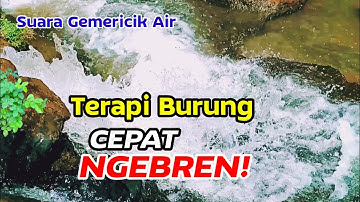 terapi burung ciblek, suara air gemericik terapi burung cepat ngebren