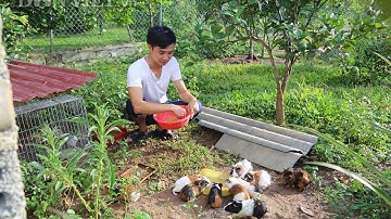 Thanh Hóa: Trai 9X "gác" bằng đại học về nuôi "bao la" lợn rừng, gà rừng, thu đều 30 triệu/tháng