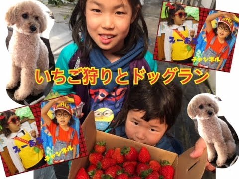 みーあみch いちご狩りとドッグランへ