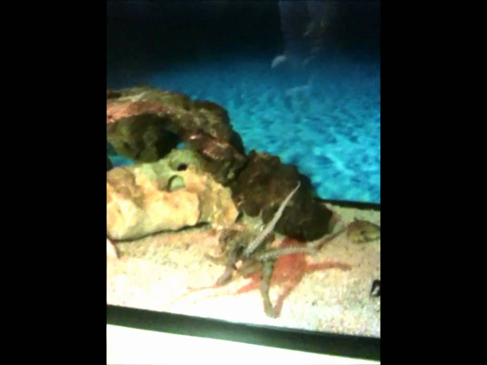 Octopus eating crab YouTube