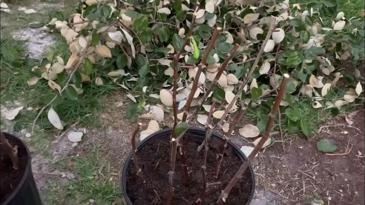 Grow Jujube tree from cutting in Florida YouTube