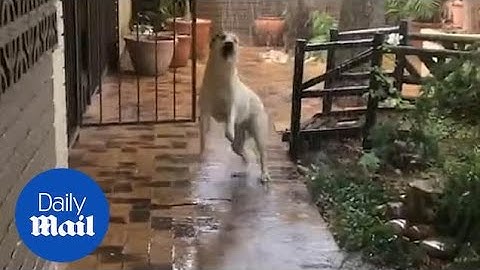 Adorable moment dog jumps for joy seeing rain for first time