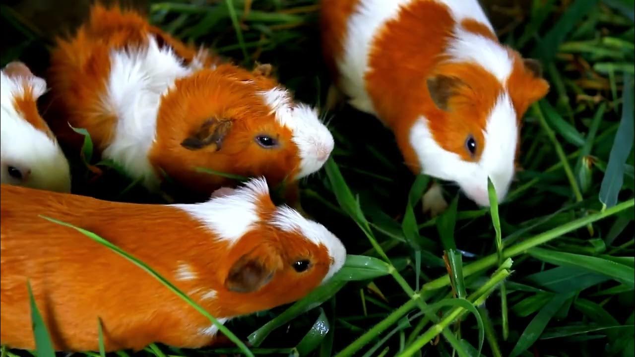 Can Guinea Pigs Eat Paper Towels? YouTube