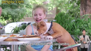 can dogs eat bananas and banana peels can