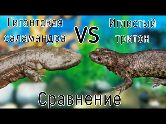 Японская Исполинская Саламандра VS Иглистый Тритон СРАВНЕНИЕ! | Гигантская саламандра! / ЧЕРИ TV