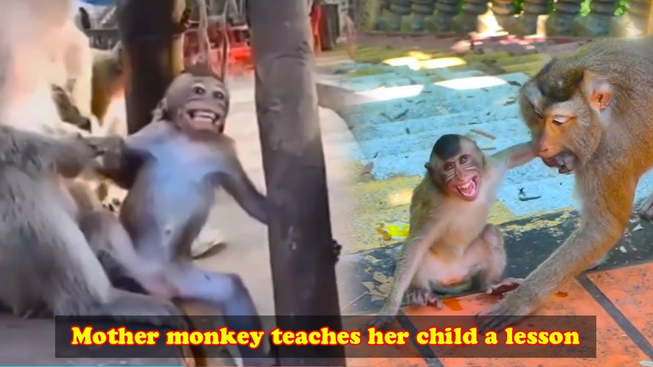 The big monkey asked for milk, which made the mother monkey angry and taught her a lesson