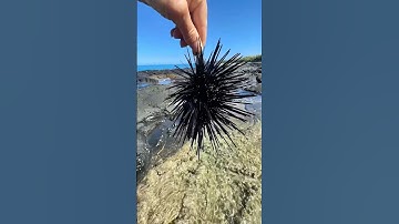 Tsunami sea urchin! You don’t “wana” step on these!