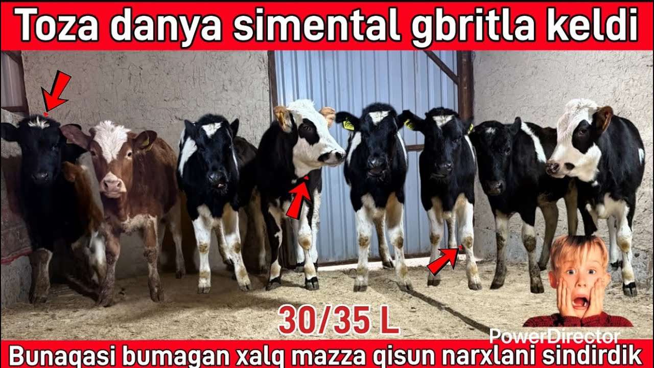 Toza danya simental gbretla keldi narxlari uta arzon☎️99 397 04 52☎️94 396 04 52☎️ @Samandaruzz 