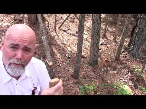 Two Ways to Clear Saplings with an Ax