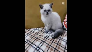 O Beni Prenses Sanıyo