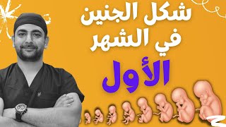 شكل الجنين في الشهر الأول