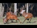 Благородные олени. Драка. Red deers. Fight.