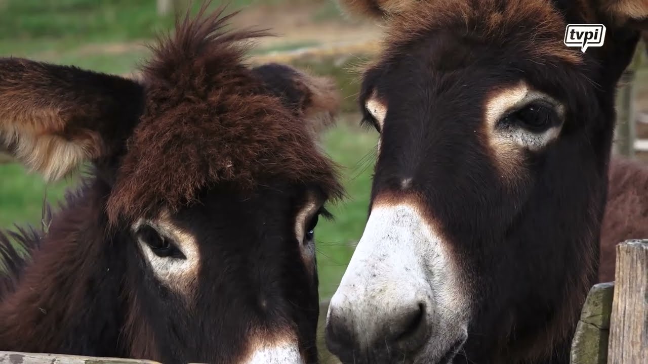 Asinerie Pierretoun, lauréat des Trophées du tourisme 64, édition 2023